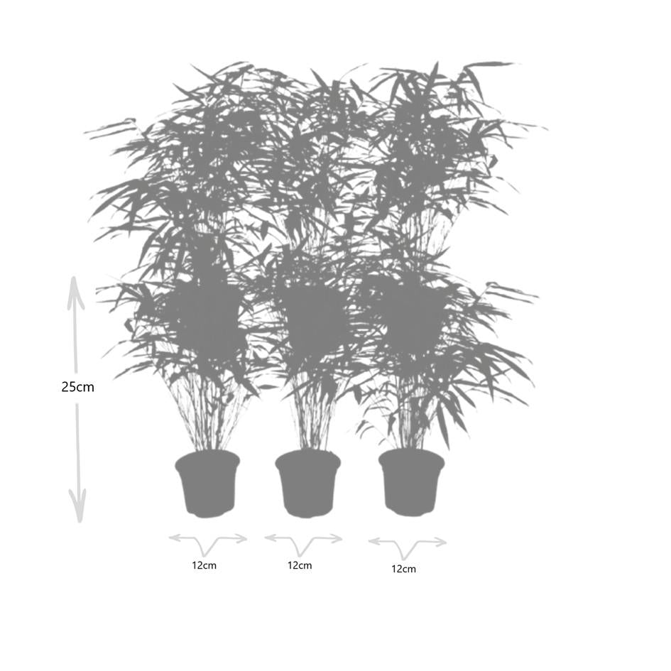 6x Fargesia Rufa Ø13 cm - ↕25 cm Bambus