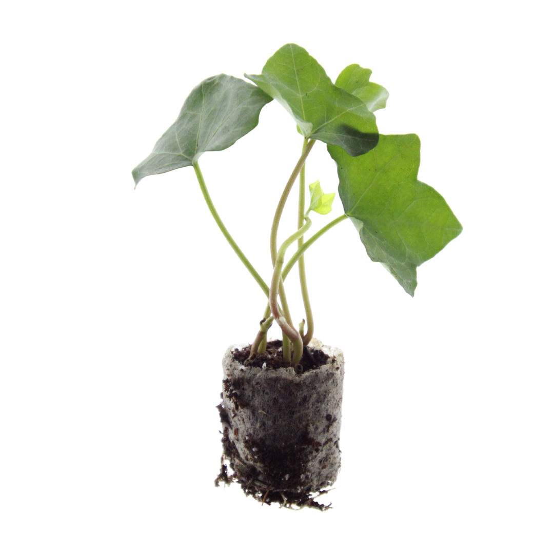 Hedera – 6 plantor i krukor | Snabbväxande grön marktäckare