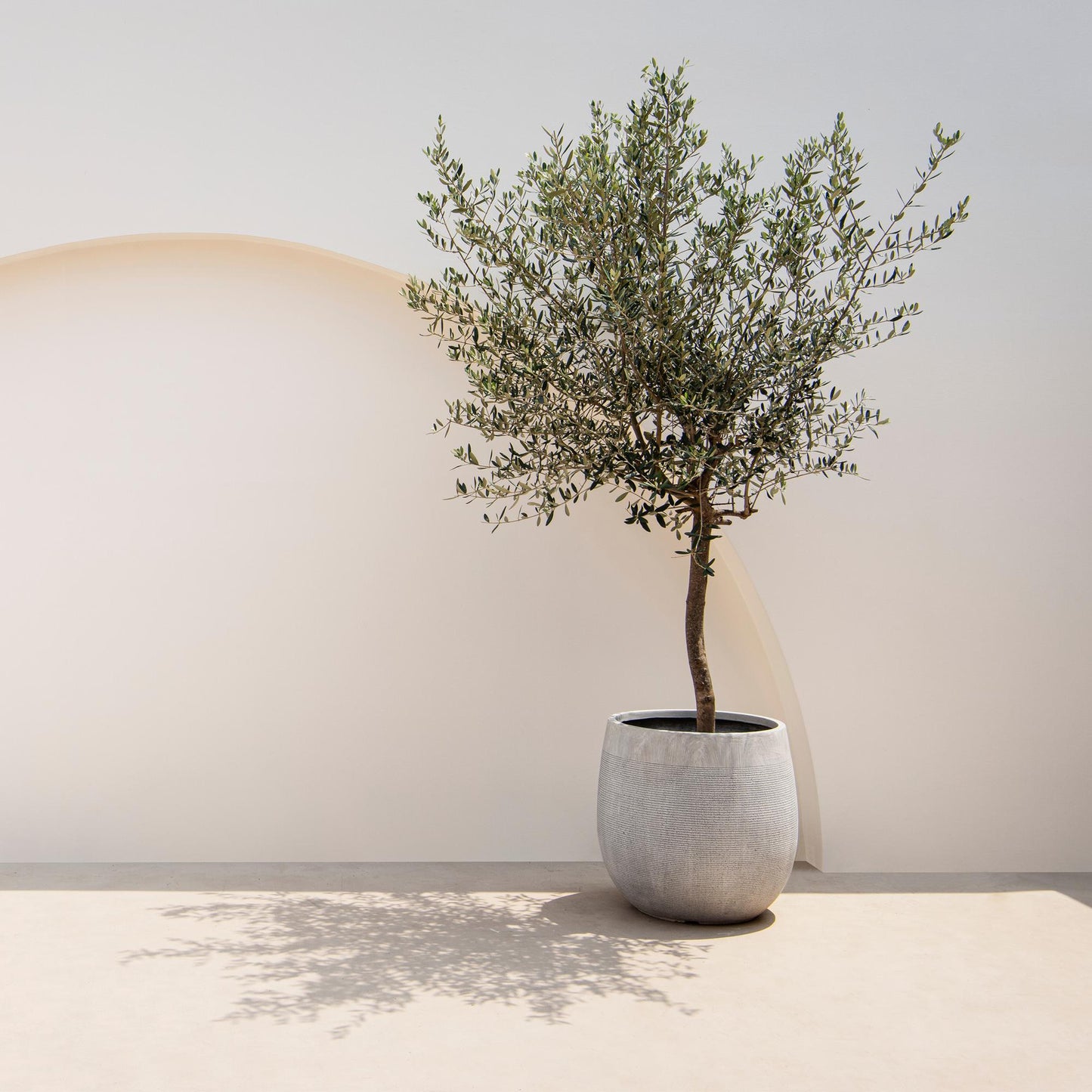 Garden plant - Olea Europaea - Plant on stem - Terrace plant - Leaf-bearing - Easy maintenance - Pot 19cm Height 90cm