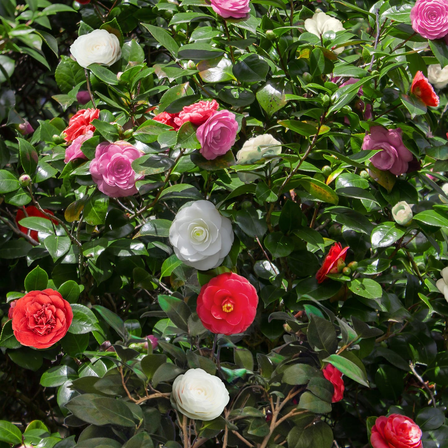 Buskar - Camelia japonica Tricolor - Blommor rosa, vita och röda - 3 plantor - 1 m2 - Vintergröna - Kruka 15cm Höjd 30cm