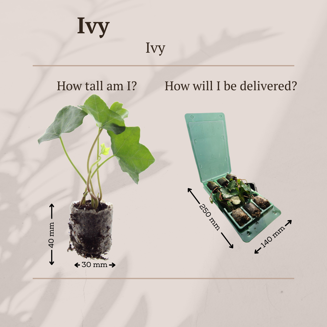 Hedera – 6 plantor i krukor | Snabbväxande grön marktäckare