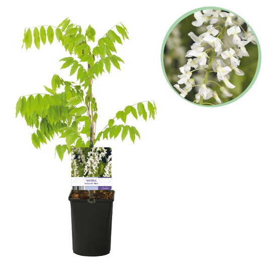Blue Rain - Wisteria floribunda Alba - Flower White - 1 plant - Pot 11cm Height 40cm