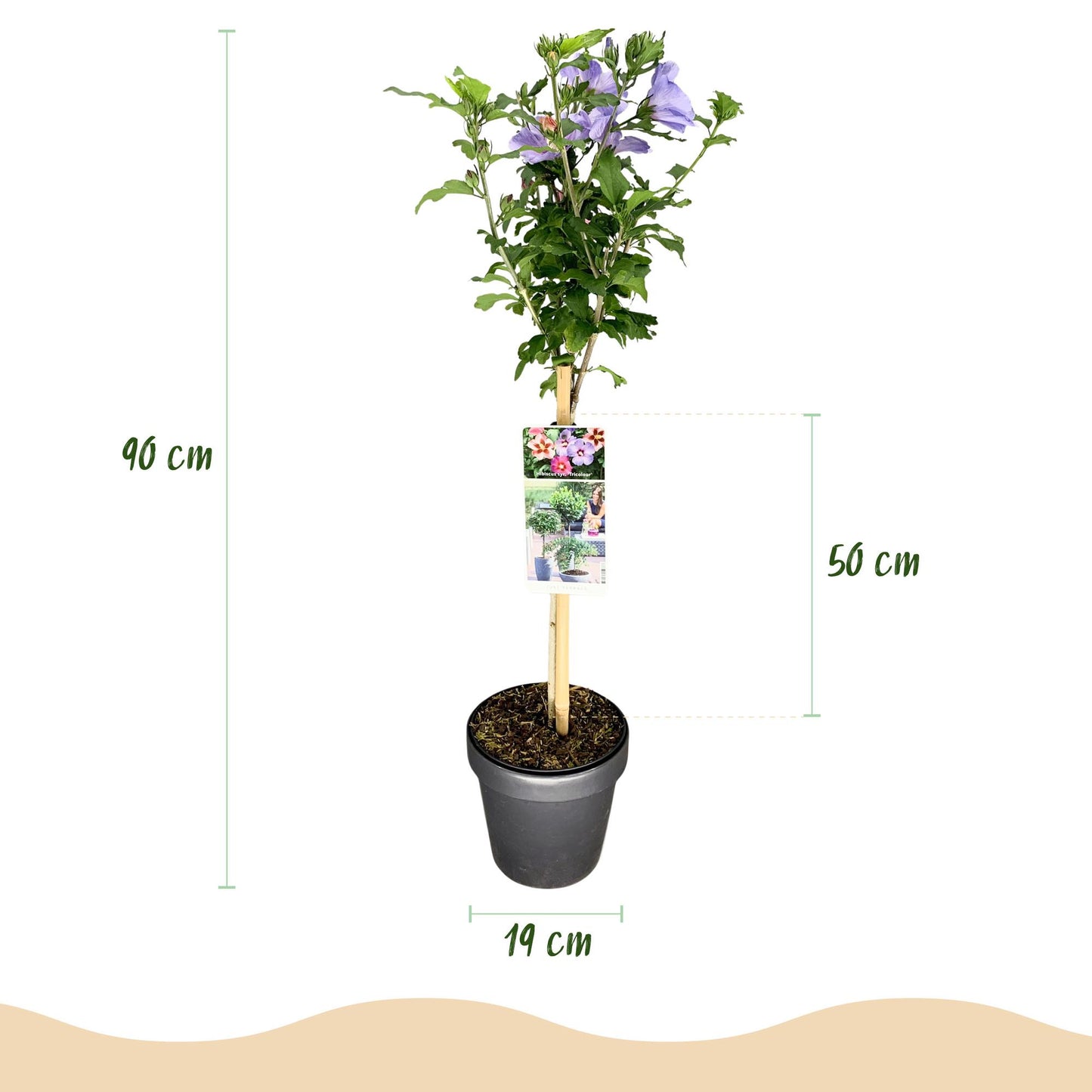 Hibiscus syriacus Tricolour – Stjälkväxt – Uteplatsväxt – Lövfällande – Lättskött – Kruka Ø19 cm Höjd 90 cm