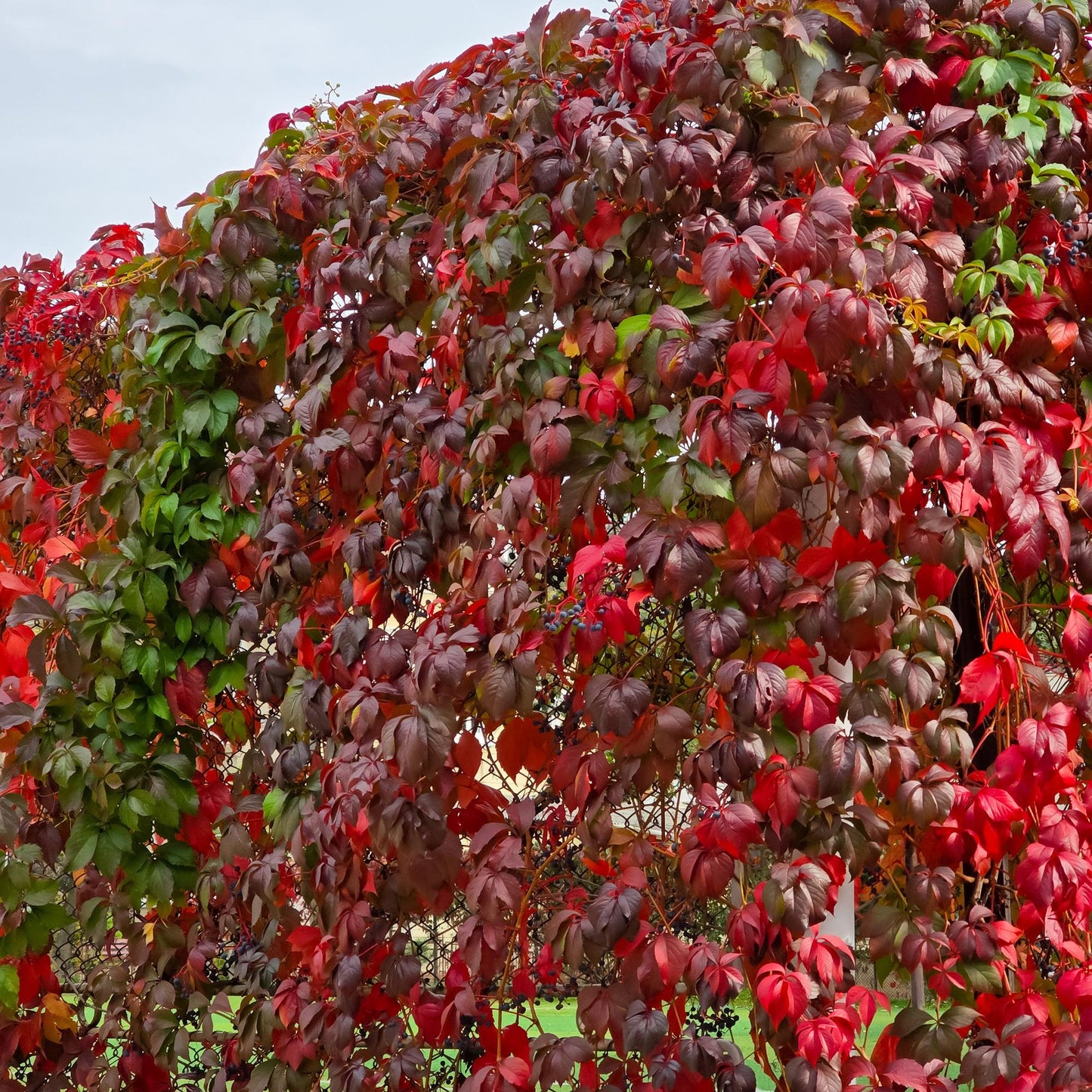 Wild Vine - Parthenocissus Engelmannii - Foliage green later red - Low maintenance - 2 plants - Pot 11cm Height 40cm