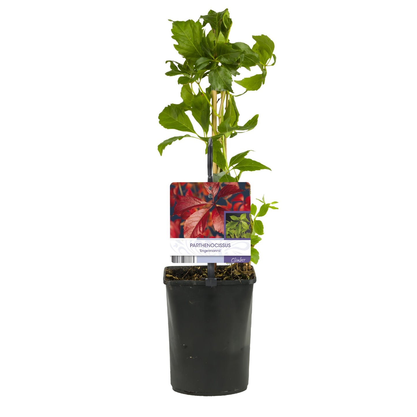 Wild Vine - Parthenocissus Engelmannii - Foliage green later red - Low maintenance - 2 plants - Pot 11cm Height 40cm