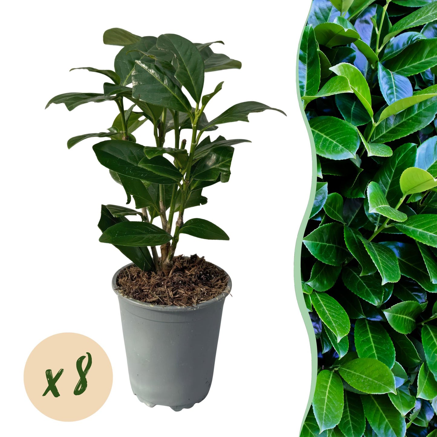 Hedge plant – Prunus laurocerasus Novita – 8 Plants – 1 Running Meter – Evergreen – Pot 9 cm – Height 30-35 cm