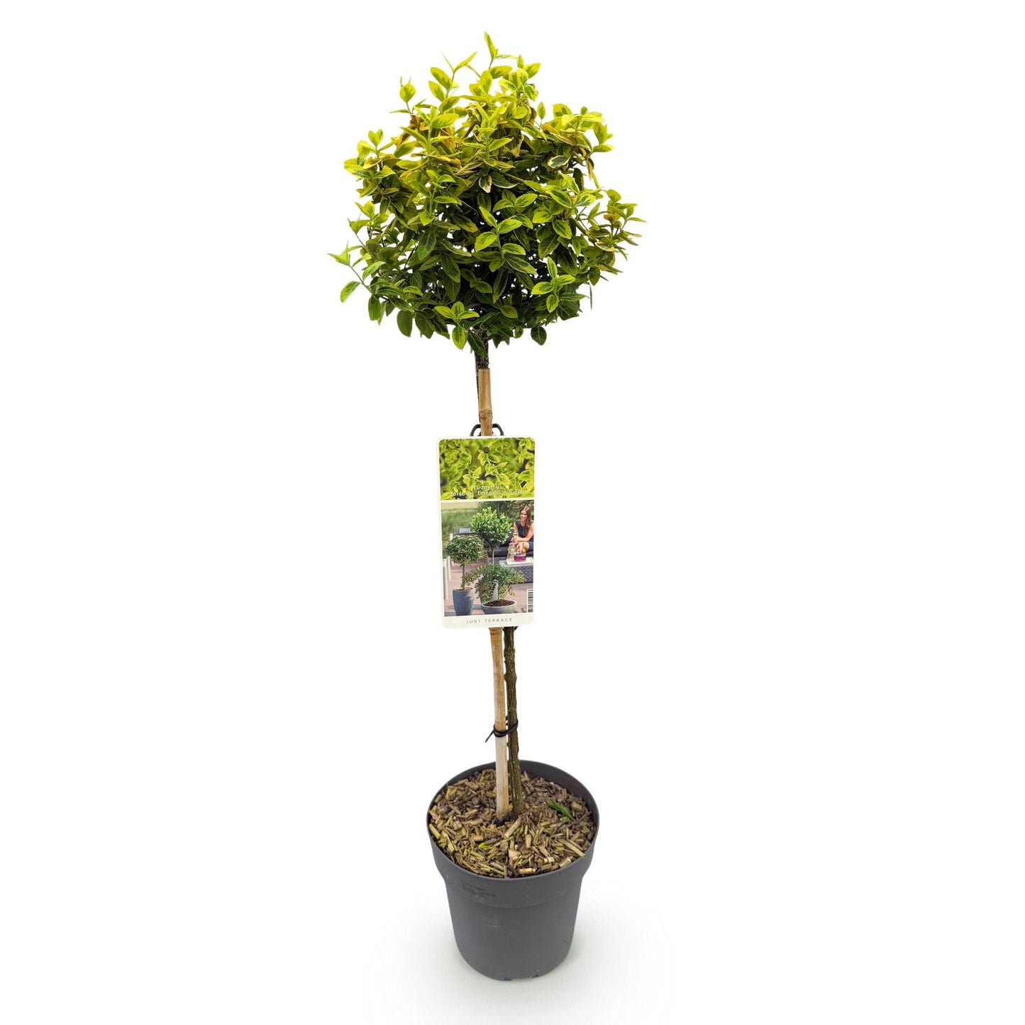 Euonymus fortunei 'Emerald n Gold' – Stock plant – Leaf-preserved patio plant – Pot 19 cm – Height 90 cm