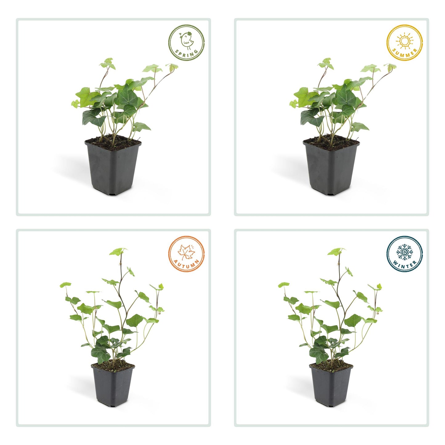 Hedera Hibernica 6x - ↕10-25cm - Ø9cm