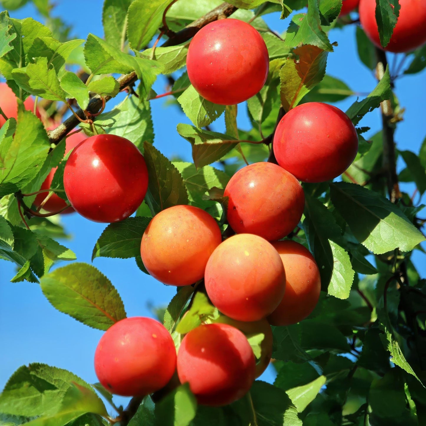 Fruit Plant - Plum Tree - Prunus domestica Victoria - Red Plum - Pot 21cm Height 90cm