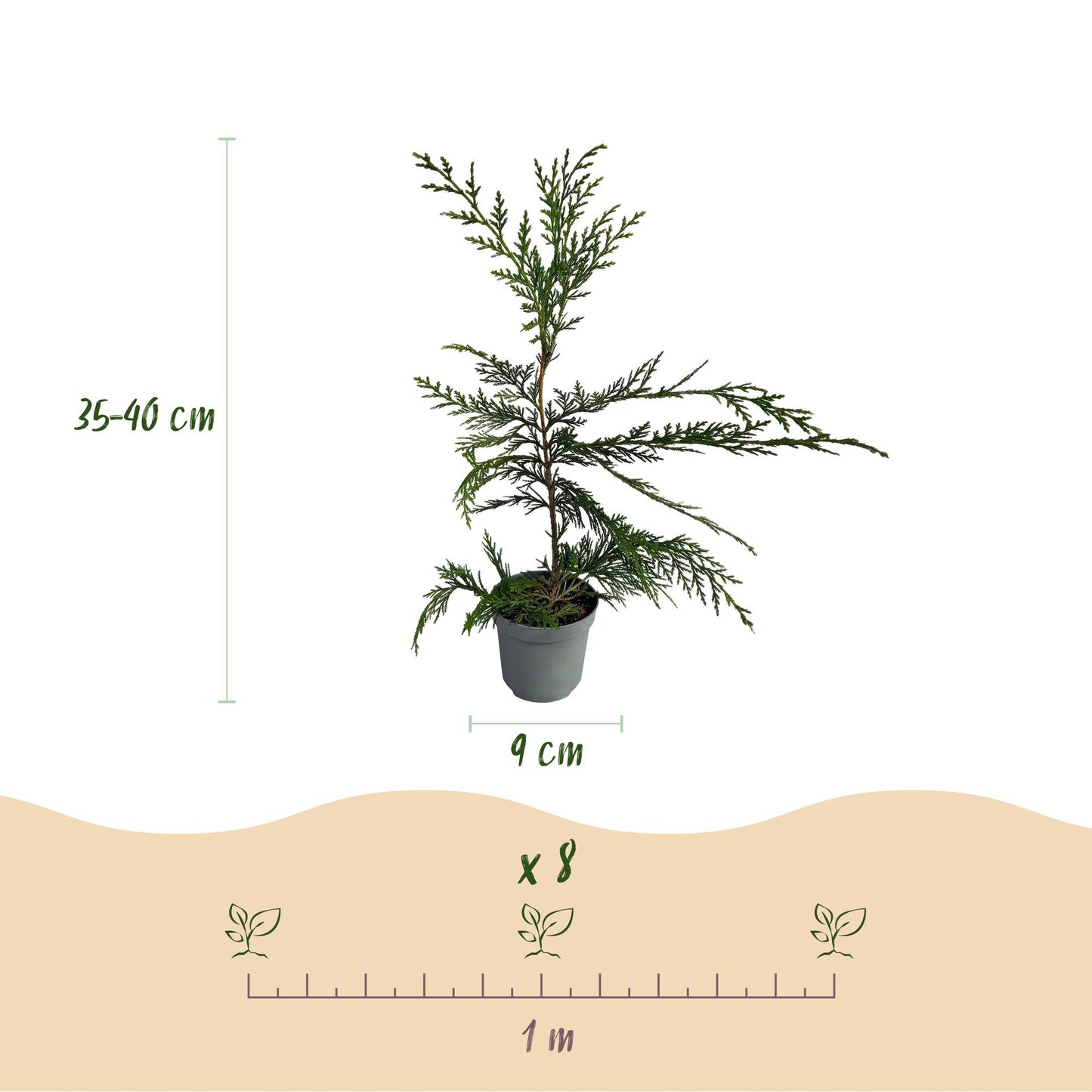 Cupressocyparis leylandii – 8 stk. – Grøn hækplante – Dækker 1 meter – Højde 35-40 cm – Potte Ø9 cm