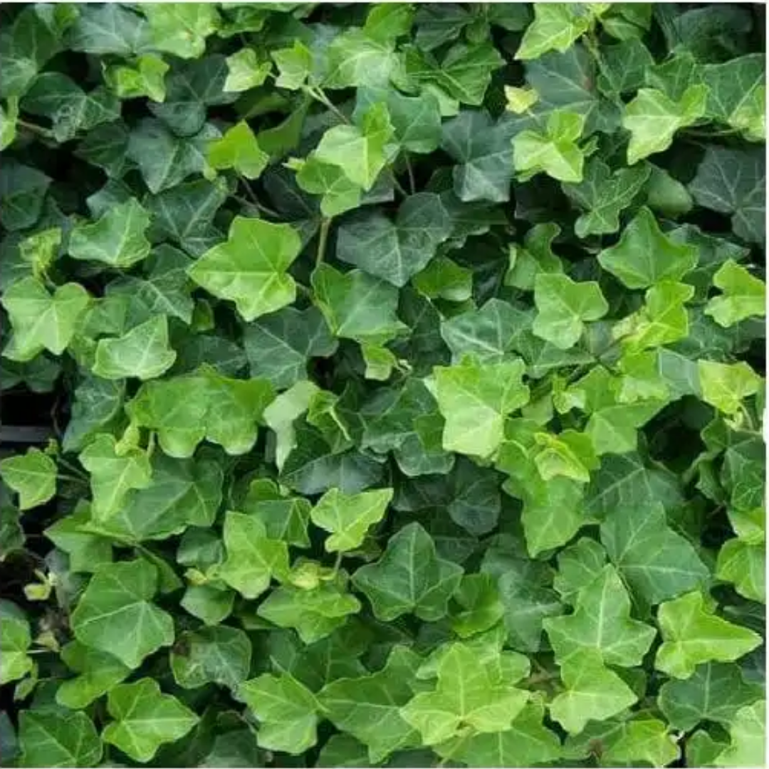 Hedera – 6 plantor i krukor | Snabbväxande grön marktäckare