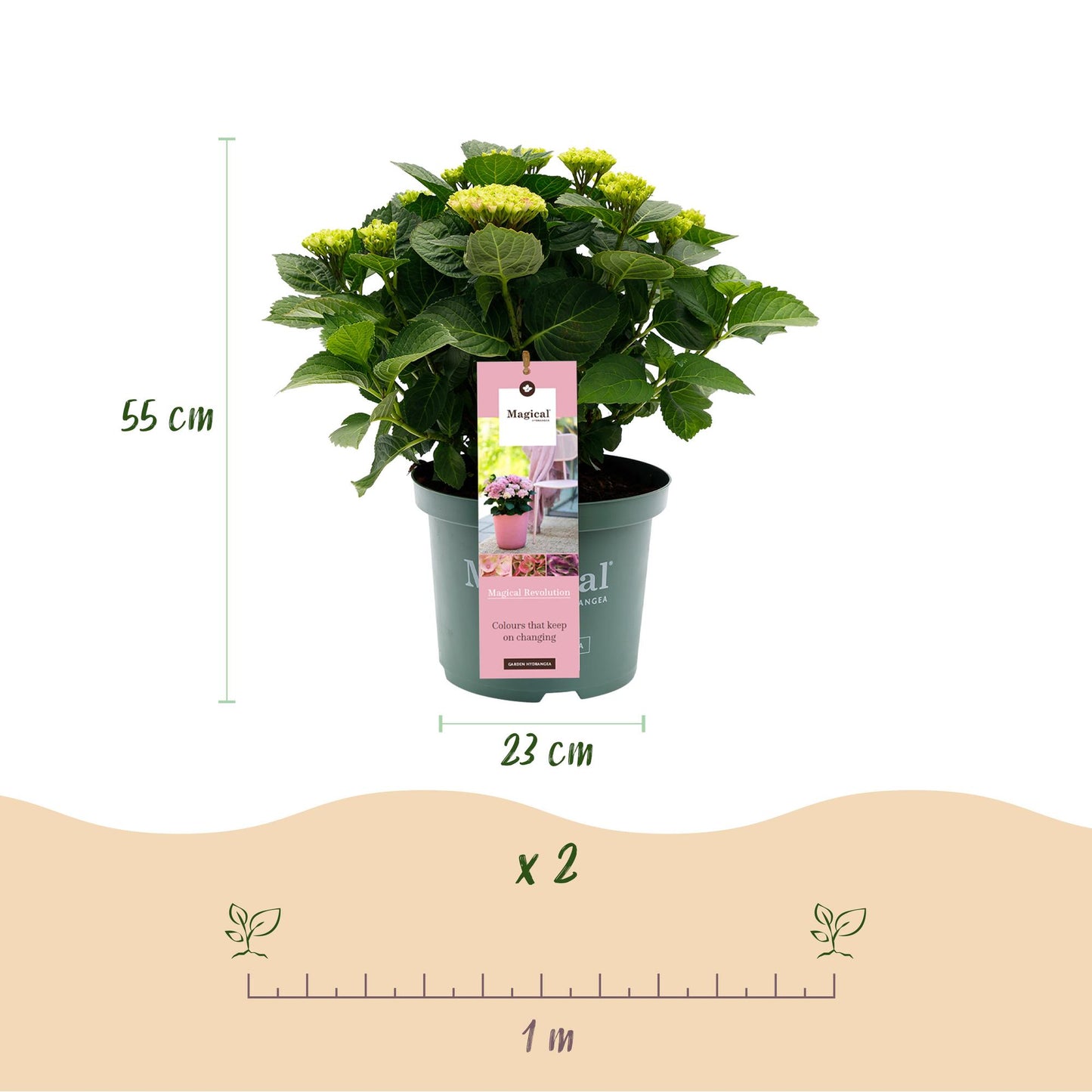 Uteplatsväxt - Hortensia - Hydrangea Magical Revolution Pink - Rosa - 6-10 blommor - Kruka Ø23 cm Höjd 55 cm