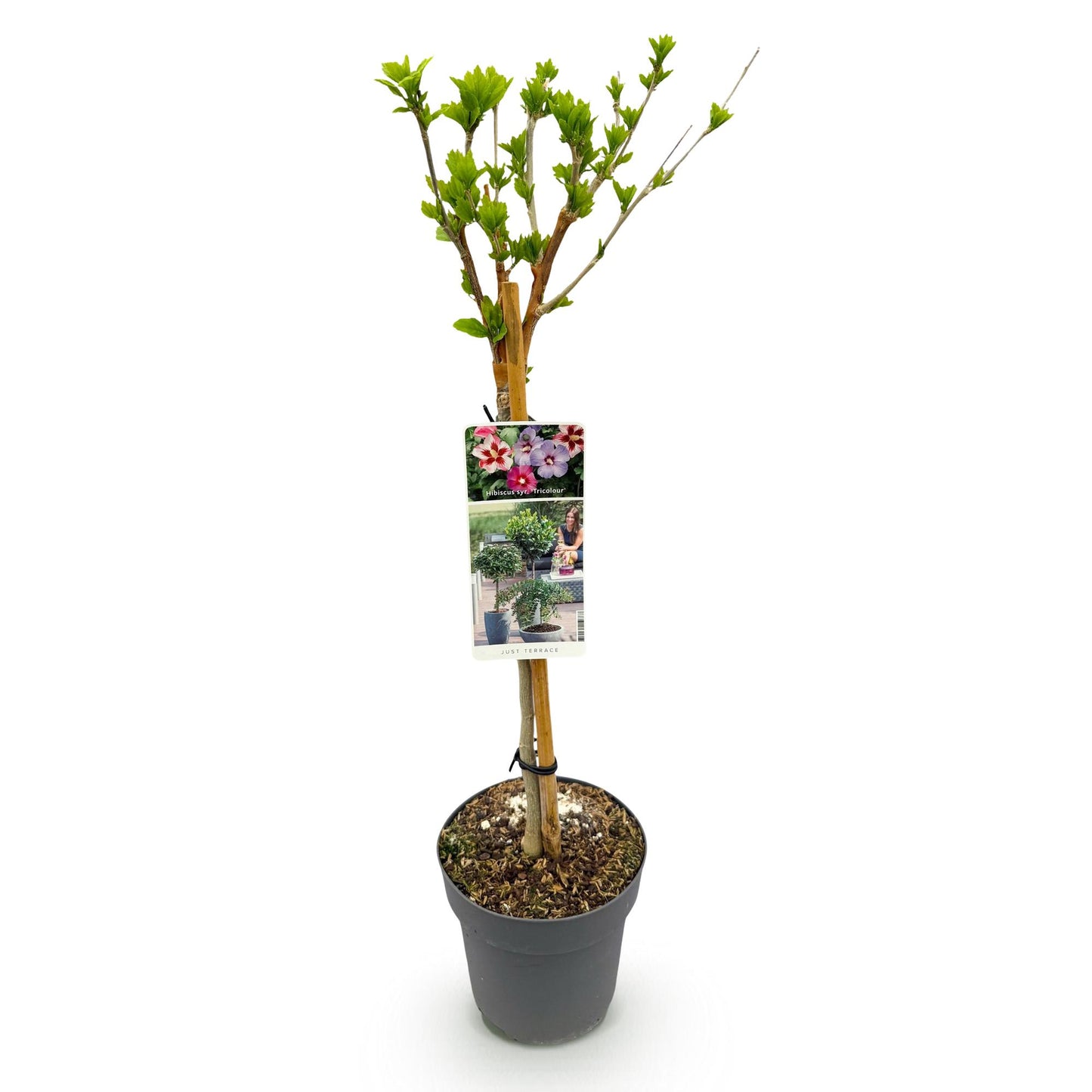 Hibiscus syriacus Tricolour – Stjälkväxt – Uteplatsväxt – Lövfällande – Lättskött – Kruka Ø19 cm Höjd 90 cm