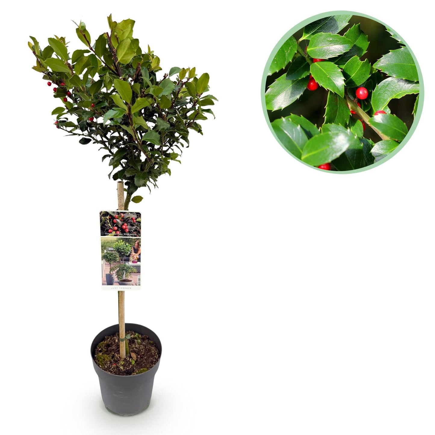 Tuinplante - Ilex Meserveae Blue Maid - Plante På Stamme - Terrasseplante - Løvfældende - Let Vedligehold - Potte 19cm - Højde 90cm