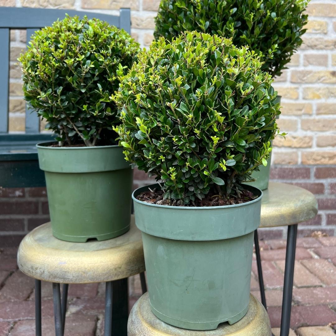 2x Ilex crenata 'Jenny' pære | sæt med 2 stykker | 20 cm Ø