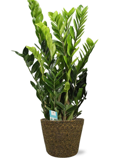 Zamioculcas Zamiifolia - Ø21cm - ↕95cm + Selin Pot D22x19cm - Sort
