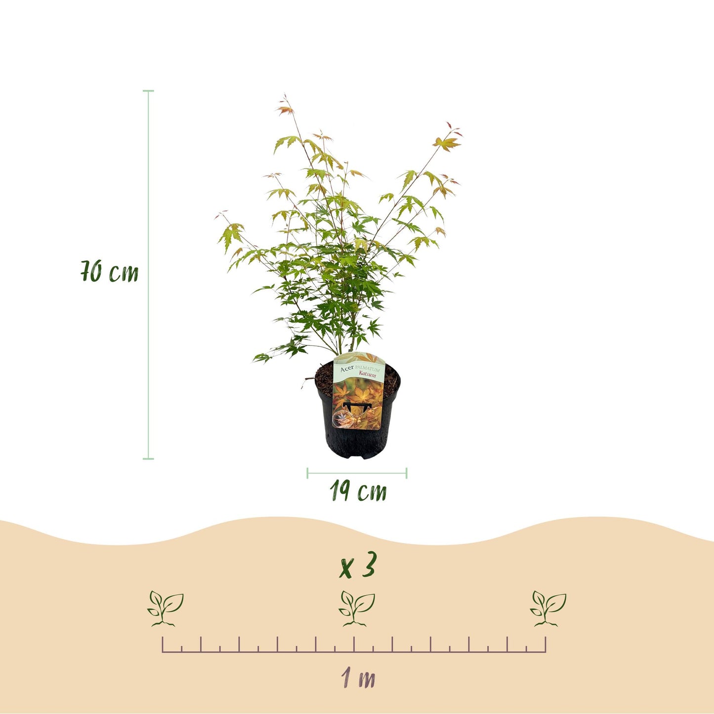 Terrasseplante – Japansk Løn 'Acer palmatum Katsura' – Orange – 1 Plante – Løvfældende – Pot Ø19 cm – Højde 70 cm