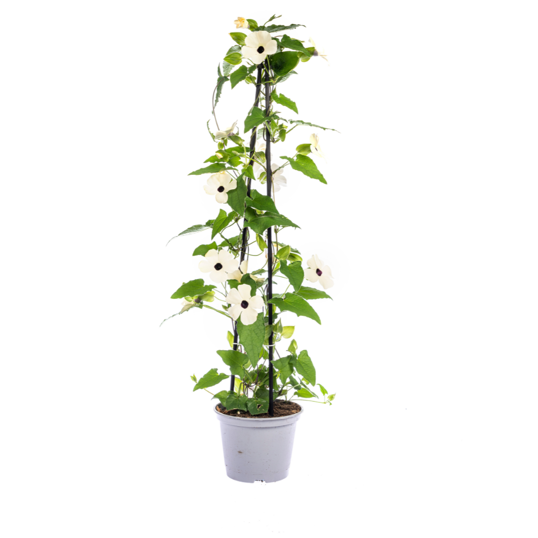 Thunbergia alata Sunny Susy White Ø13 cm - ↕60 cm