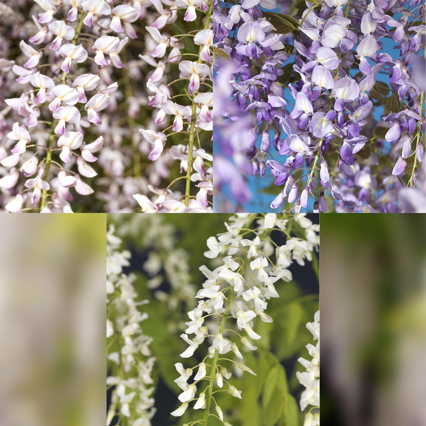 Blue Rain - Wisteria floribunda Tricolor - Blomster Blå Pink Hvid - 3 planter - Potte 11cm Højde 40cm