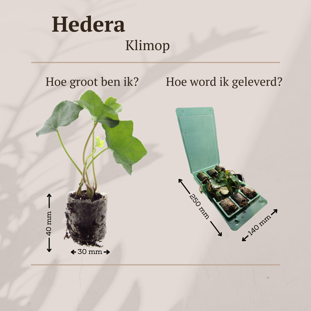 Hedera – 6 plantor i krukor | Snabbväxande grön marktäckare