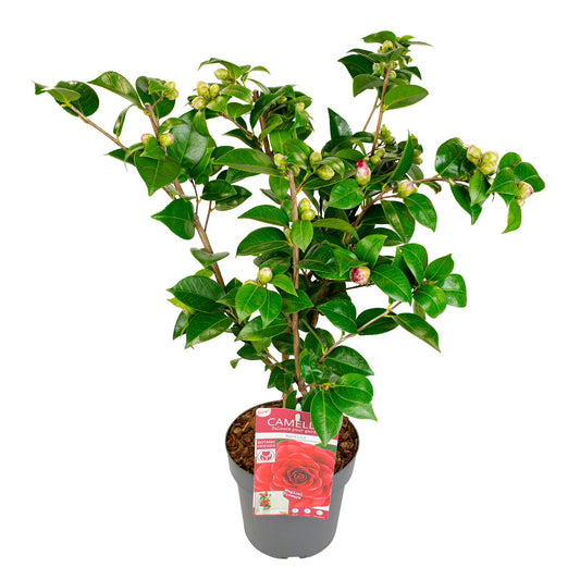 Camellia yes. 'Black Lace' - ↨65cm - Ø19cm