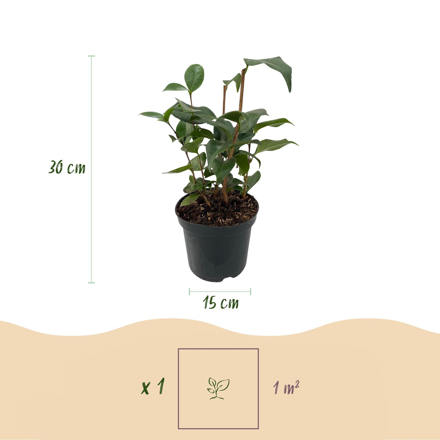Buskar - Camelia japonica Tricolor - Blommor rosa, vita och röda - 3 plantor - 1 m2 - Vintergröna - Kruka 15cm Höjd 30cm