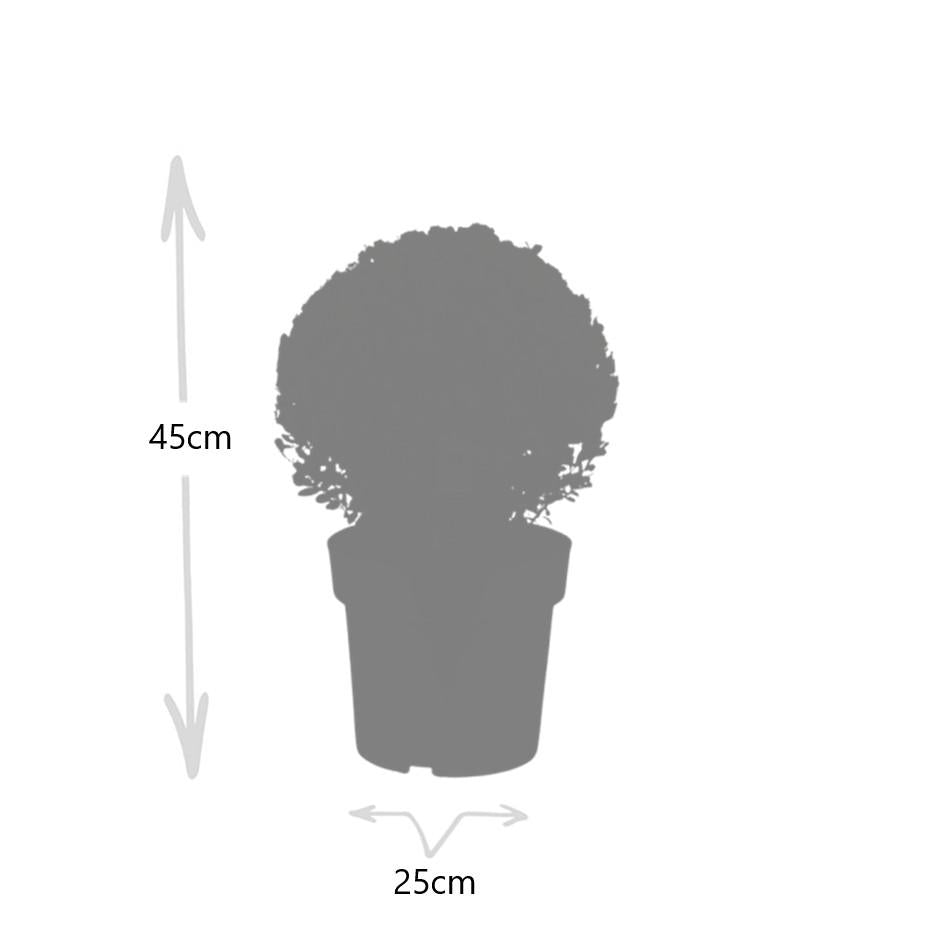 2x Ilex crenata 'Jenny' kugle XL | sæt med 2 stykker | 25 cm Ø