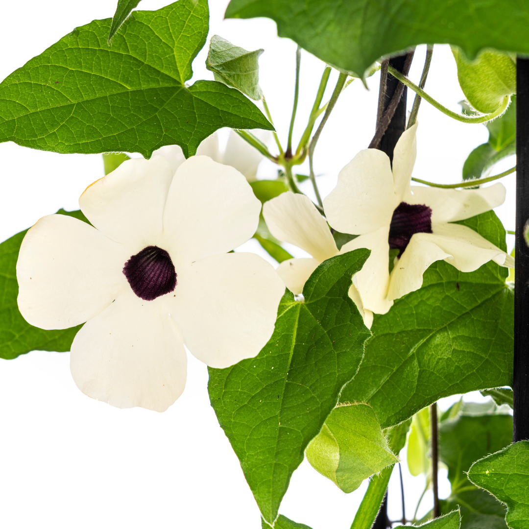 Thunbergia alata Sunny Susy White Ø13 cm - ↕60 cm