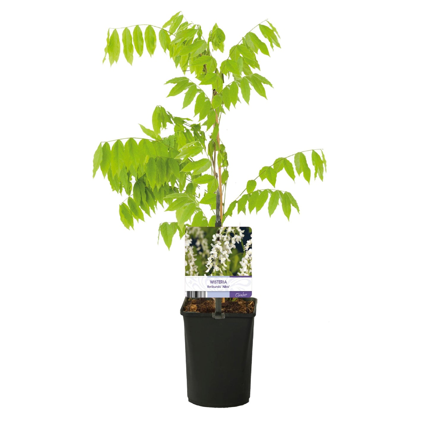 Blue Rain - Wisteria floribunda Alba - Blomst Hvid - 1 plante - Potte 11cm Højde 40cm