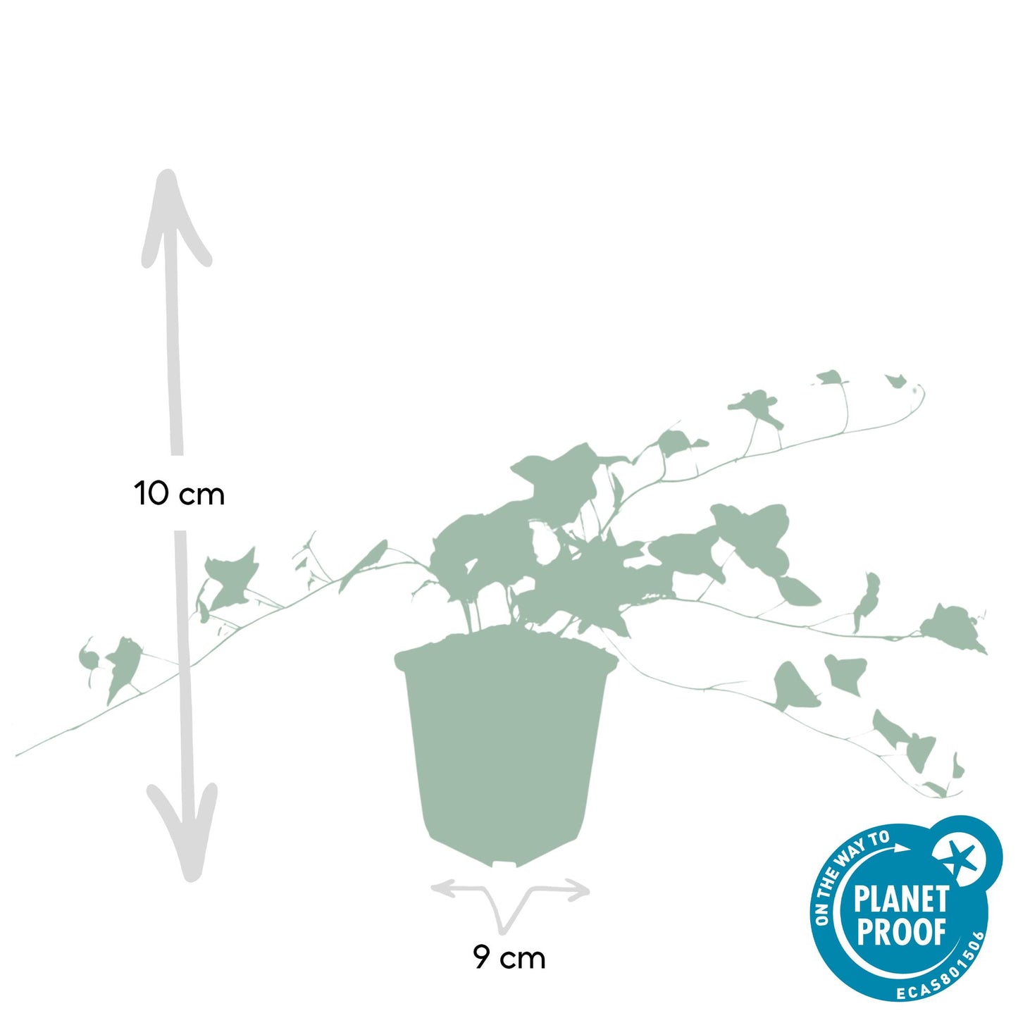Hedera helix 'Glacier' 6x - ↕10-25cm - Ø9cm