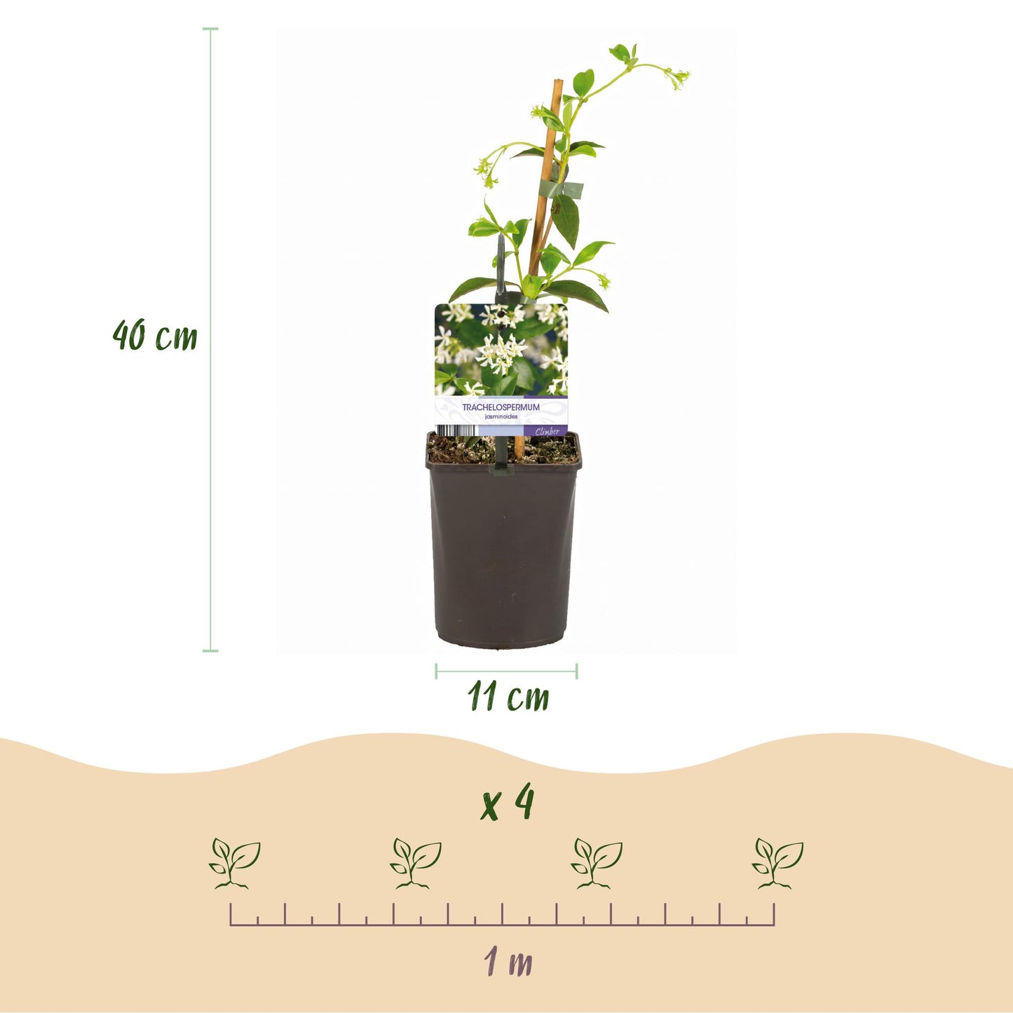 Trachelospermum jasminoides – Tuscan jasmine – 2 plants – Green leaves – White flowers – Pot Ø11 cm – Height 40 cm