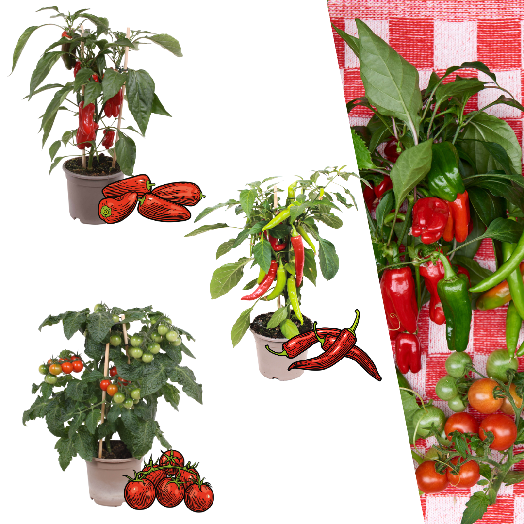 Rød høstgrøntsagsmix – 3 planter: Cherrytomat, rød snackpeber & rød chilipeber – Ø14 cm – Højde 45 cm
