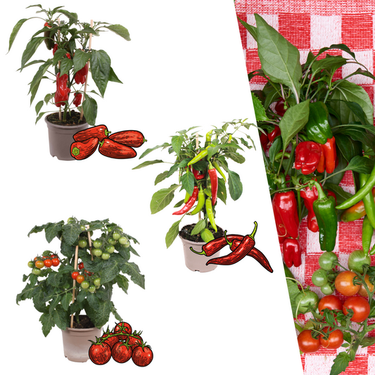Rød høstgrøntsagsmix – 3 planter: Cherrytomat, rød snackpeber & rød chilipeber – Ø14 cm – Højde 45 cm