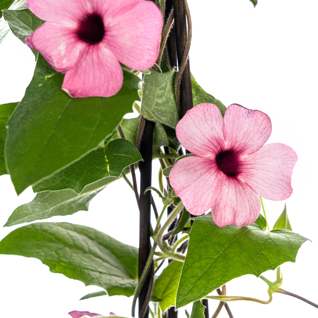 Thunbergia alata Sunny Susy Rose Sensation Ø13 cm - ↕60 cm