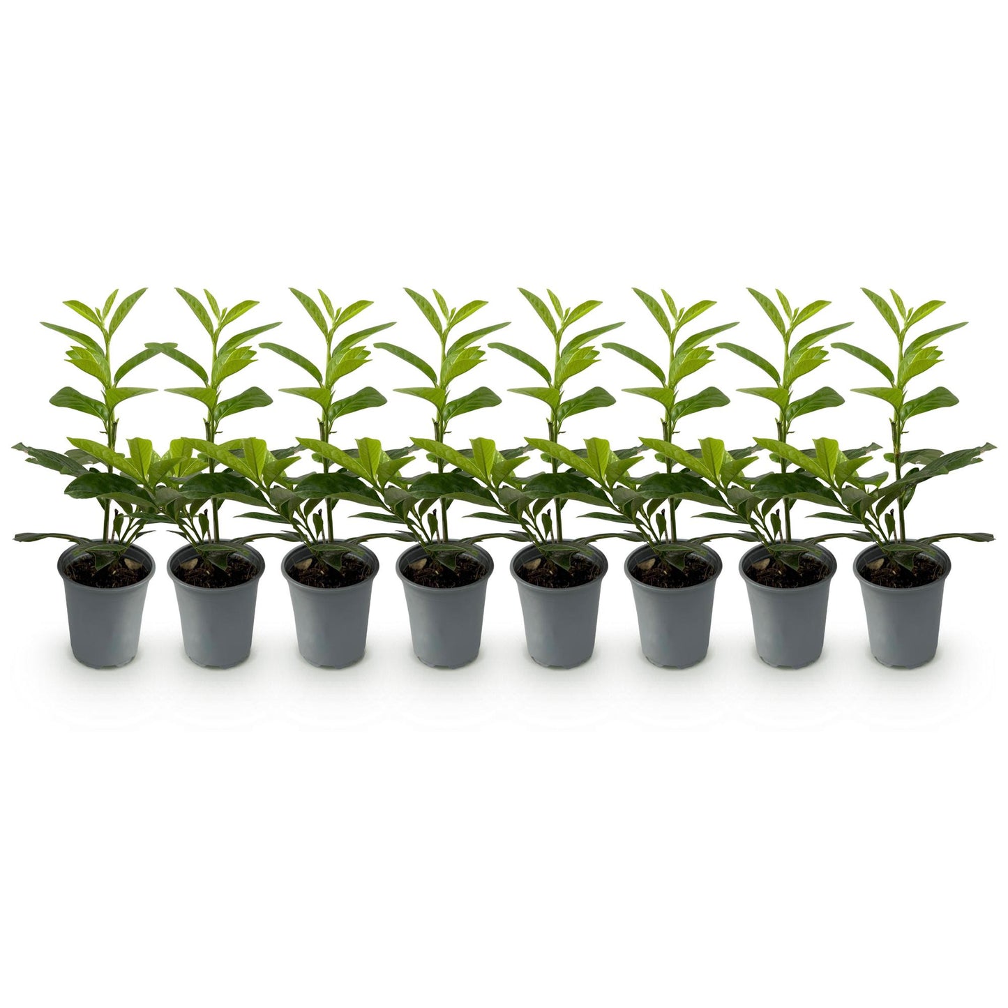 Hedge plant – Prunus laurocerasus Novita – 8 Plants – 1 Running Meter – Evergreen – Pot 9 cm – Height 30-35 cm