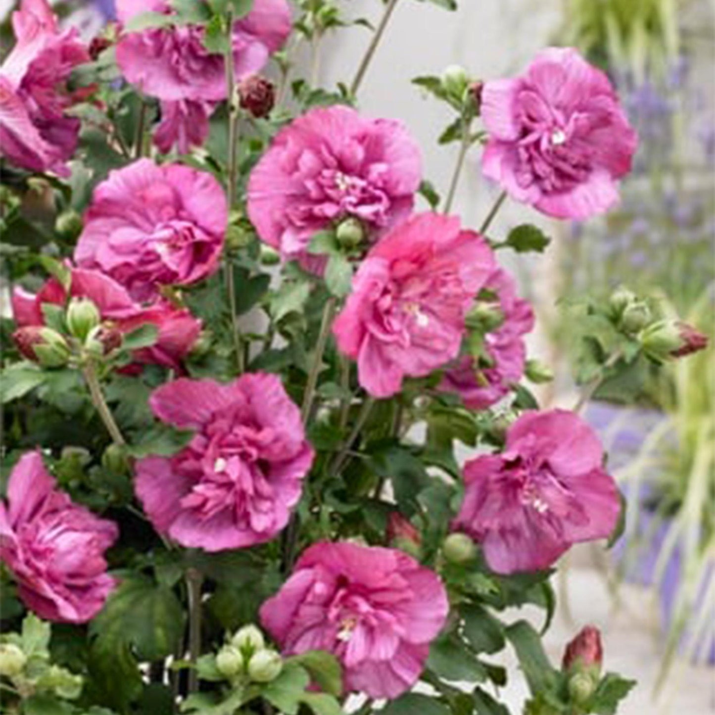 Hibiscus syriacus 'Magenta Chiffon®' – Stem plant – Deciduous terrace plant – Pot 19 cm – Height 90 cm