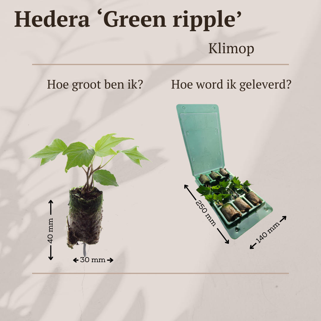 Hedera 'Green Ripple' – 6 Plugs | Grow and Enjoy the Beautiful Climbing Plant