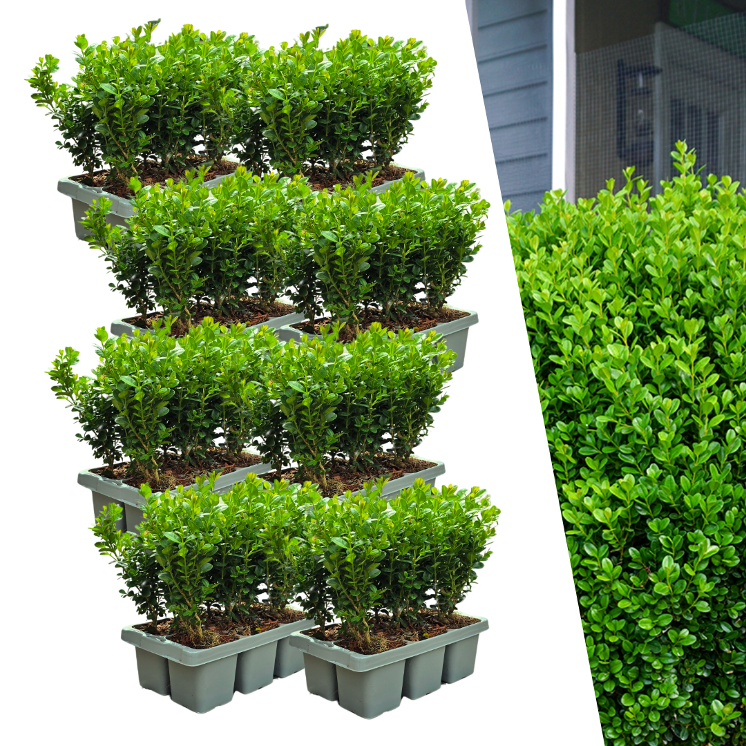 8 x 6-pack Buxus NewGen Freedom – Vinterhärdiga vintergröna buskar – 48 x Ø7 cm – Höjd ca 15 cm | Kompakt buxbom