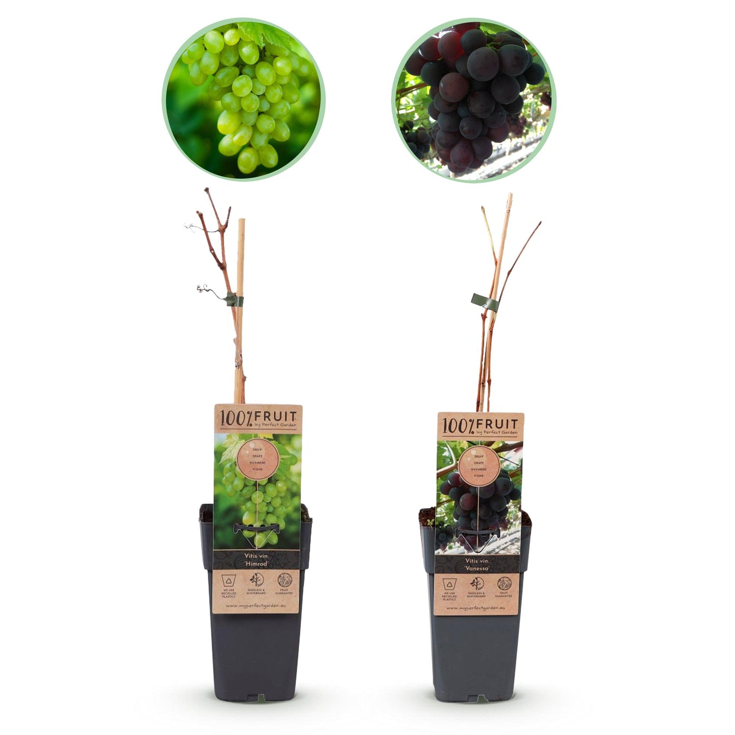 Fruit Plant - Purple & White Grapes - Vitis vinifera Vanessa & Himrod - Stone Free - 2 Plants - Pot Ø15 cm Height 50 cm