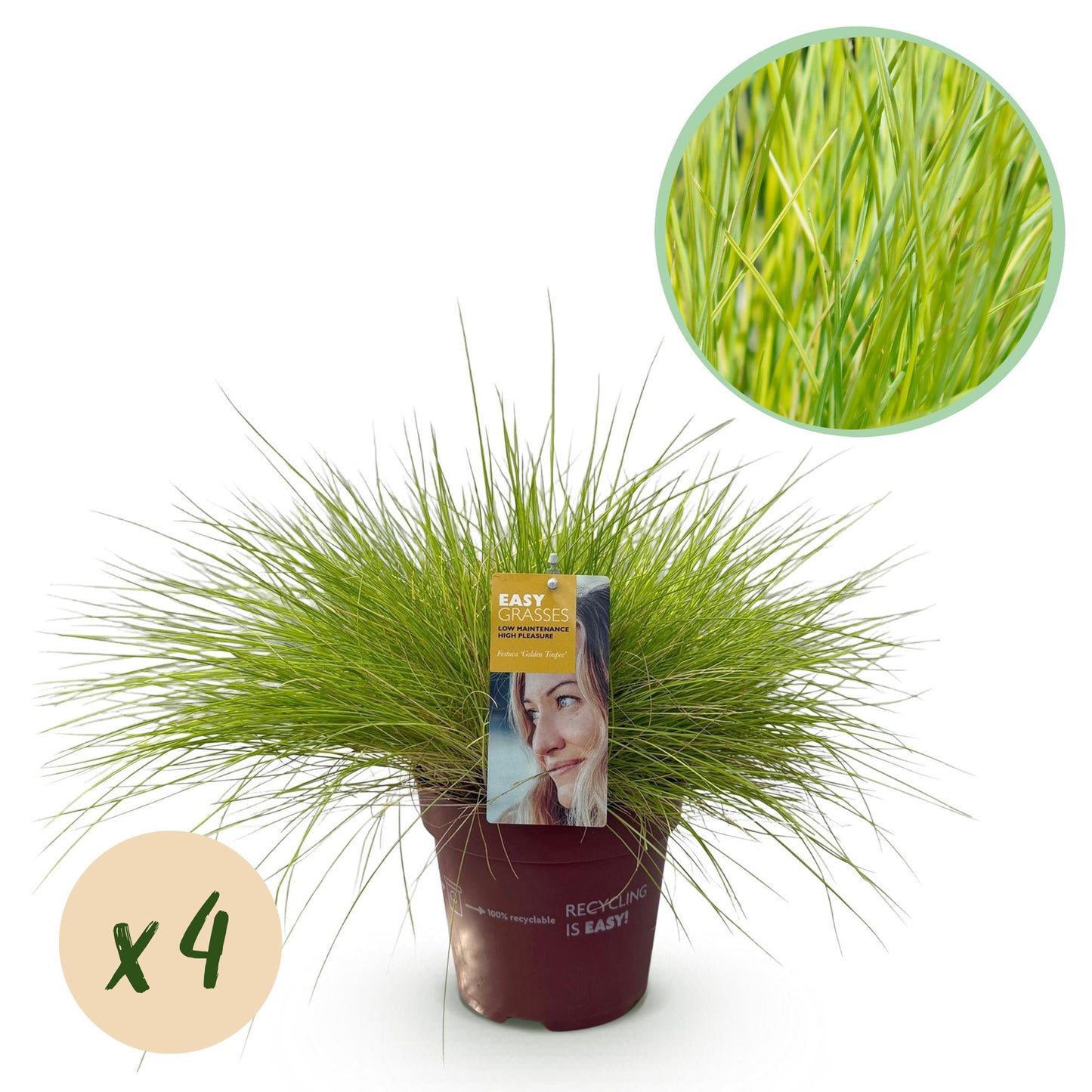 Sivgræs - Festuca glauca Golden Toupee - Gul - 4 Planter - Bladholdende - Let Vedligeholdelse - Potte 17cm Højde 50cm