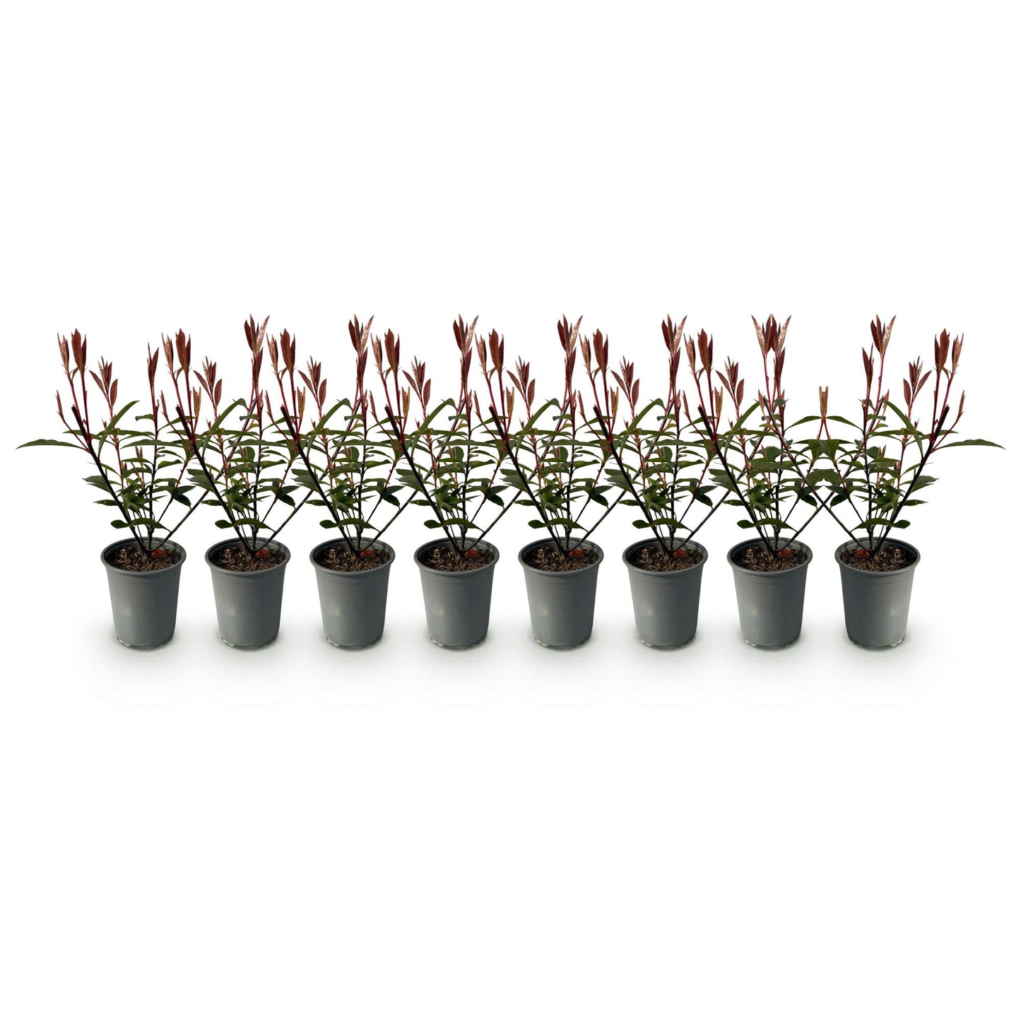 Hækplanter – Photinia fraseri 'Carré Rouge' – Grønne Blade – 8 Planter – 1 Meter Lang Hæk – Stedsegrøn – Potte 9cm Højde 30-35cm