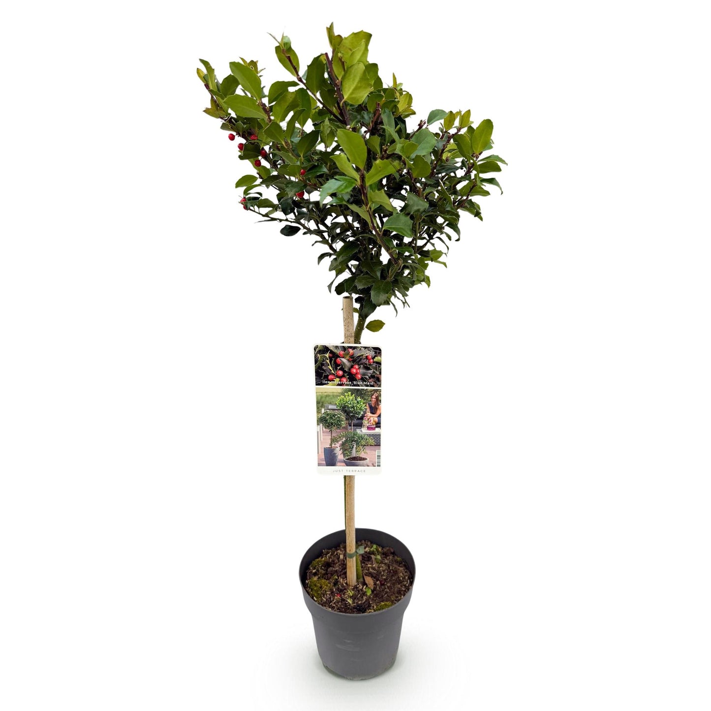 Tuinplante - Ilex Meserveae Blue Maid - Plante På Stamme - Terrasseplante - Løvfældende - Let Vedligehold - Potte 19cm - Højde 90cm