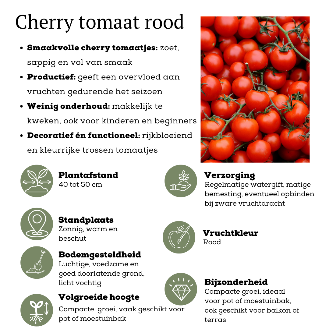 Rød høstgrøntsagsmix – 3 planter: Cherrytomat, rød snackpeber & rød chilipeber – Ø14 cm – Højde 45 cm
