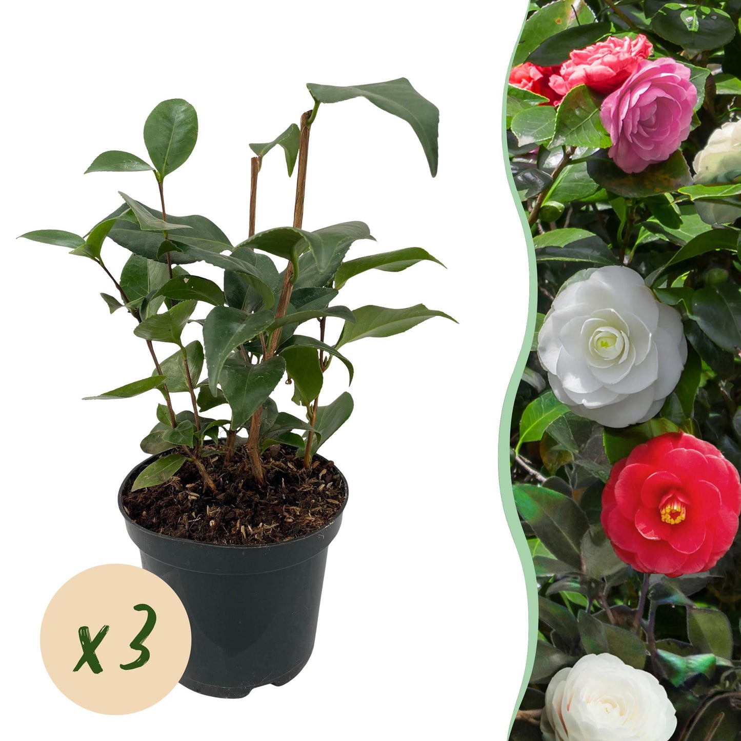 Buskar - Camelia japonica Tricolor - Blommor rosa, vita och röda - 3 plantor - 1 m2 - Vintergröna - Kruka 15cm Höjd 30cm