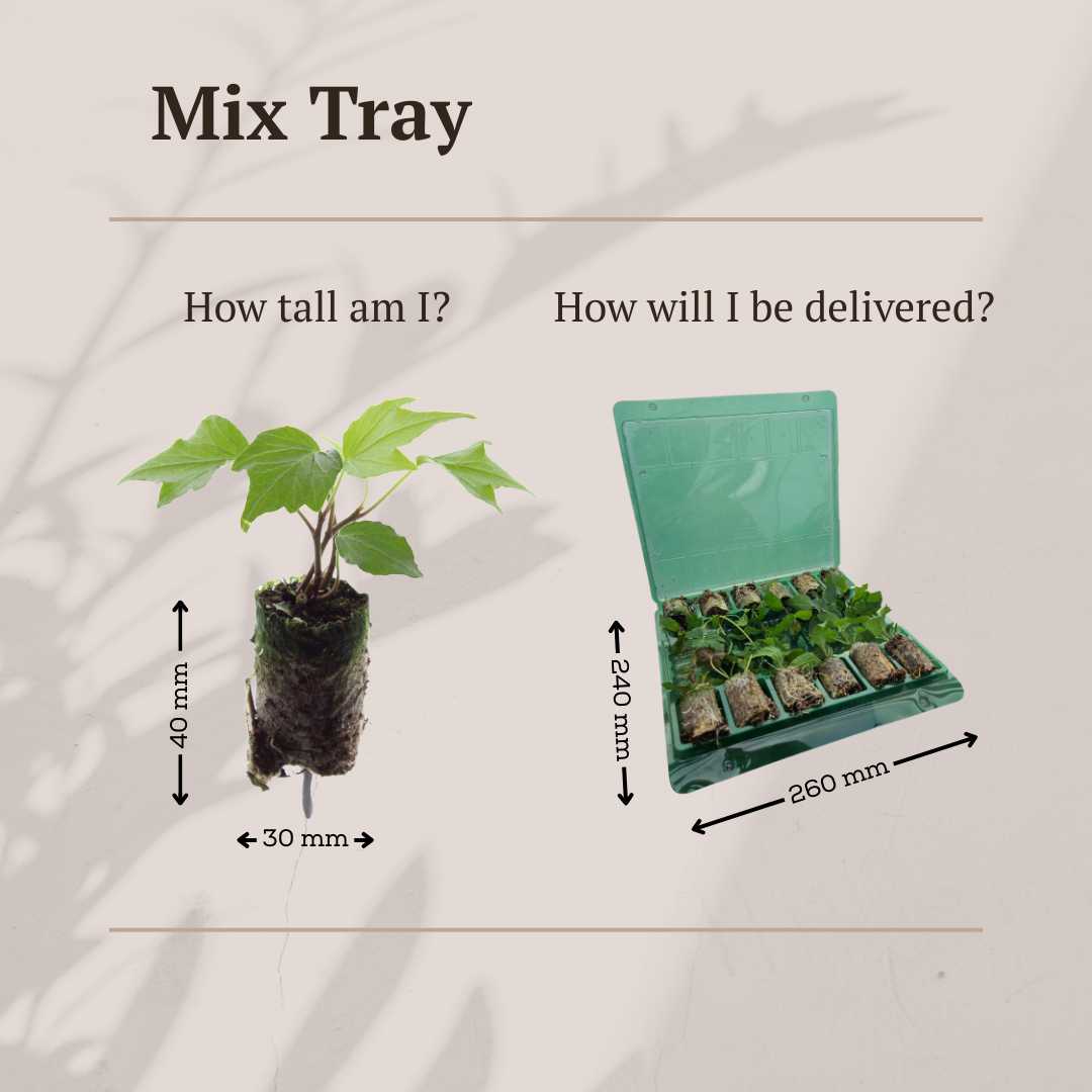 Mix Tray – 12 Plugs | Lad Dig Overraske Af En Farverig Planteblanding!