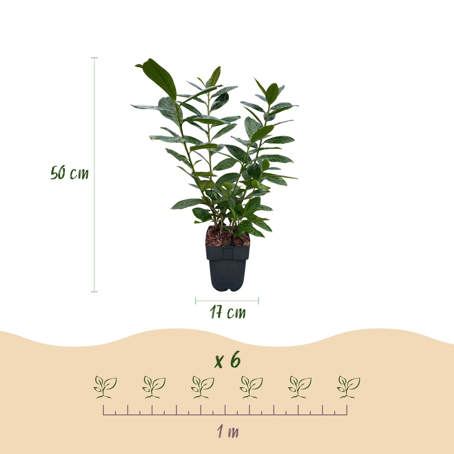 Prunus laurocerasus 'Novita' – 6 stk. stedsegrønne hækplanter – Dækker 1 meter – Højde 50 cm – Pot Ø17 cm