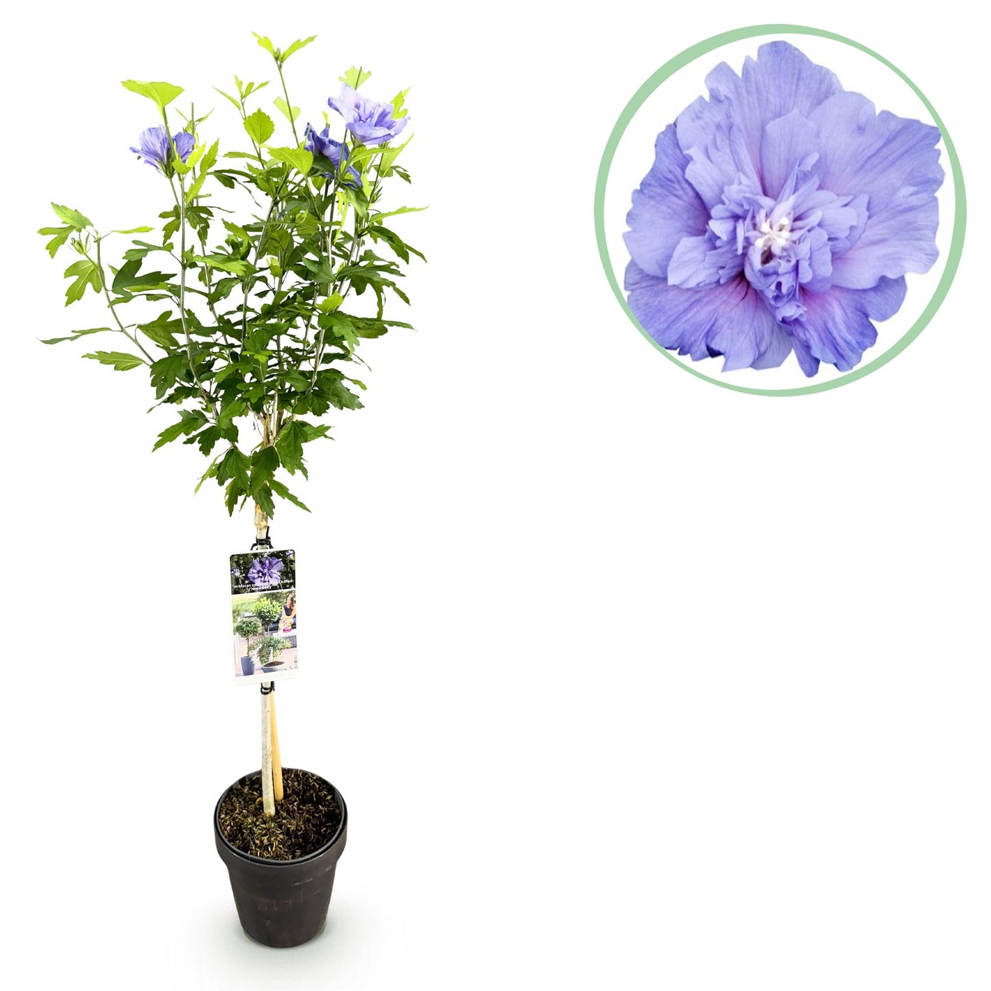 Garden Plant - Hibiscus Syriacus Blue Chiffon® - Plant on Stem - Patio Plant - Deciduous - Easy Maintenance - Pot 19cm - Height 90cm