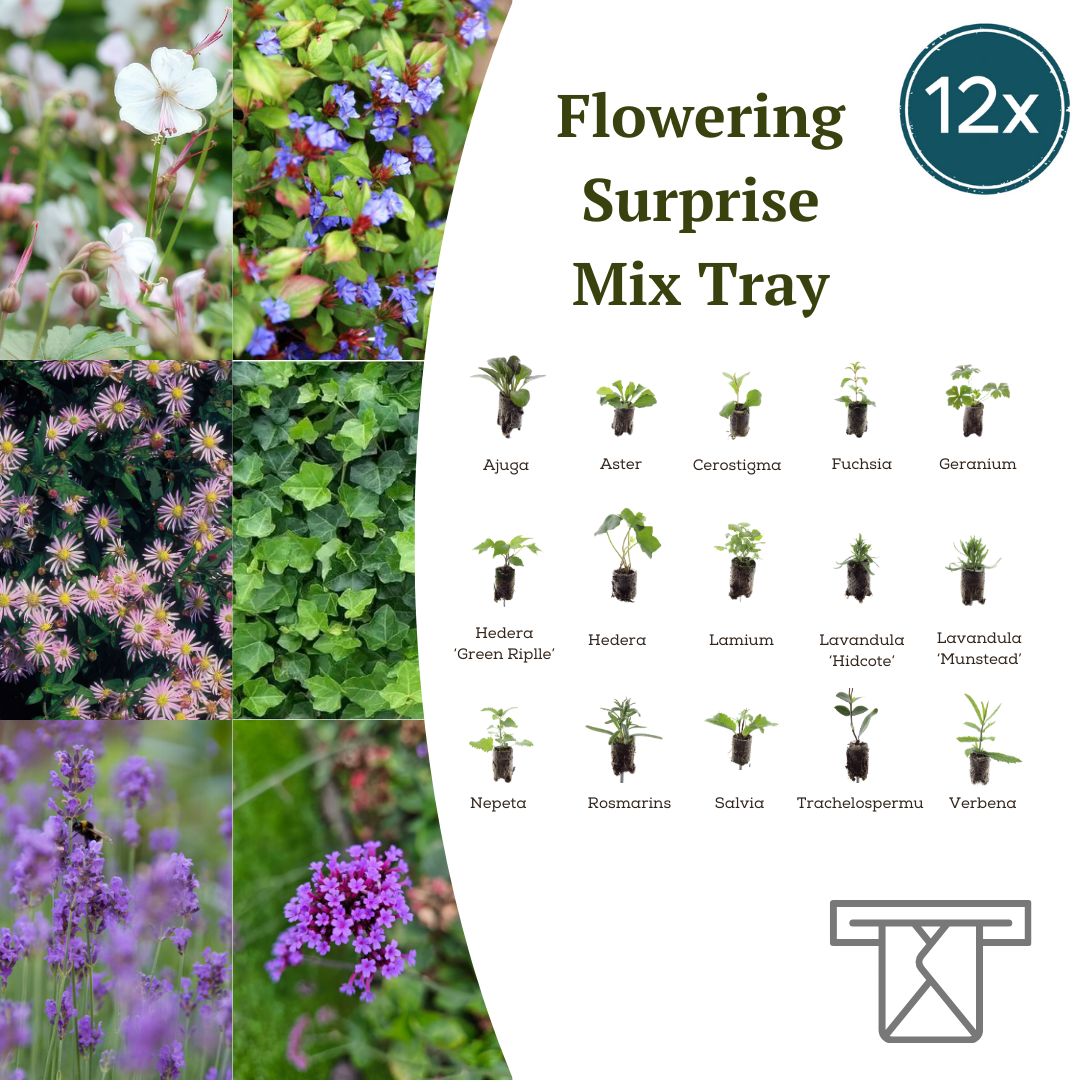 Mix Tray – 12 Plugs | Lad Dig Overraske Af En Farverig Planteblanding!