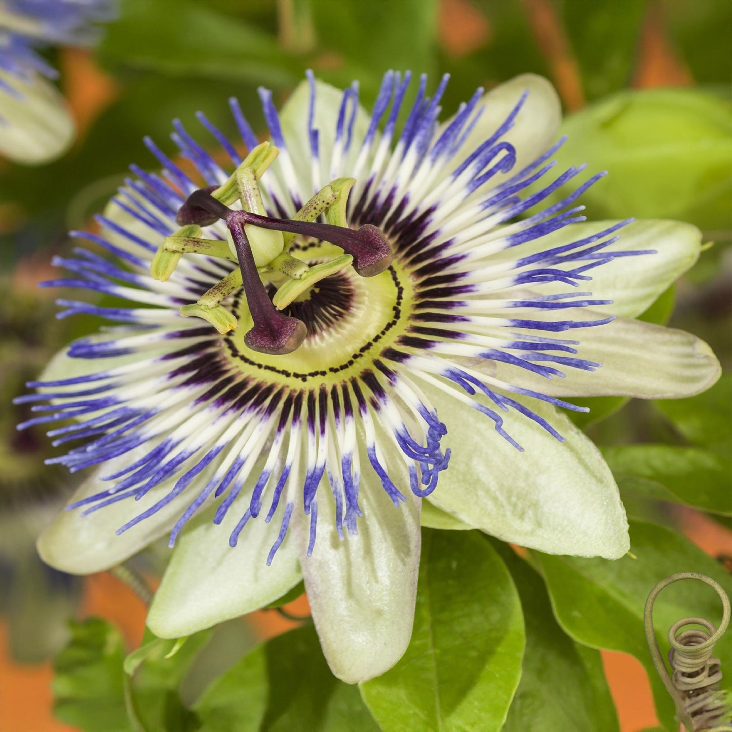 Passion Flower - Passiflora caerulea - Flower Blue with Green White - Low maintenance - 2 plants - Pot 11 cm Height 40 cm