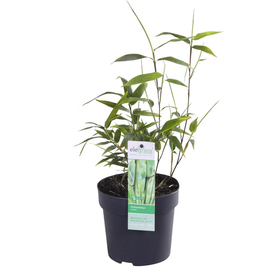 Phyllostachys 'Bissetii' - Grön bambustjälk - Ø14cm - ↕40cm